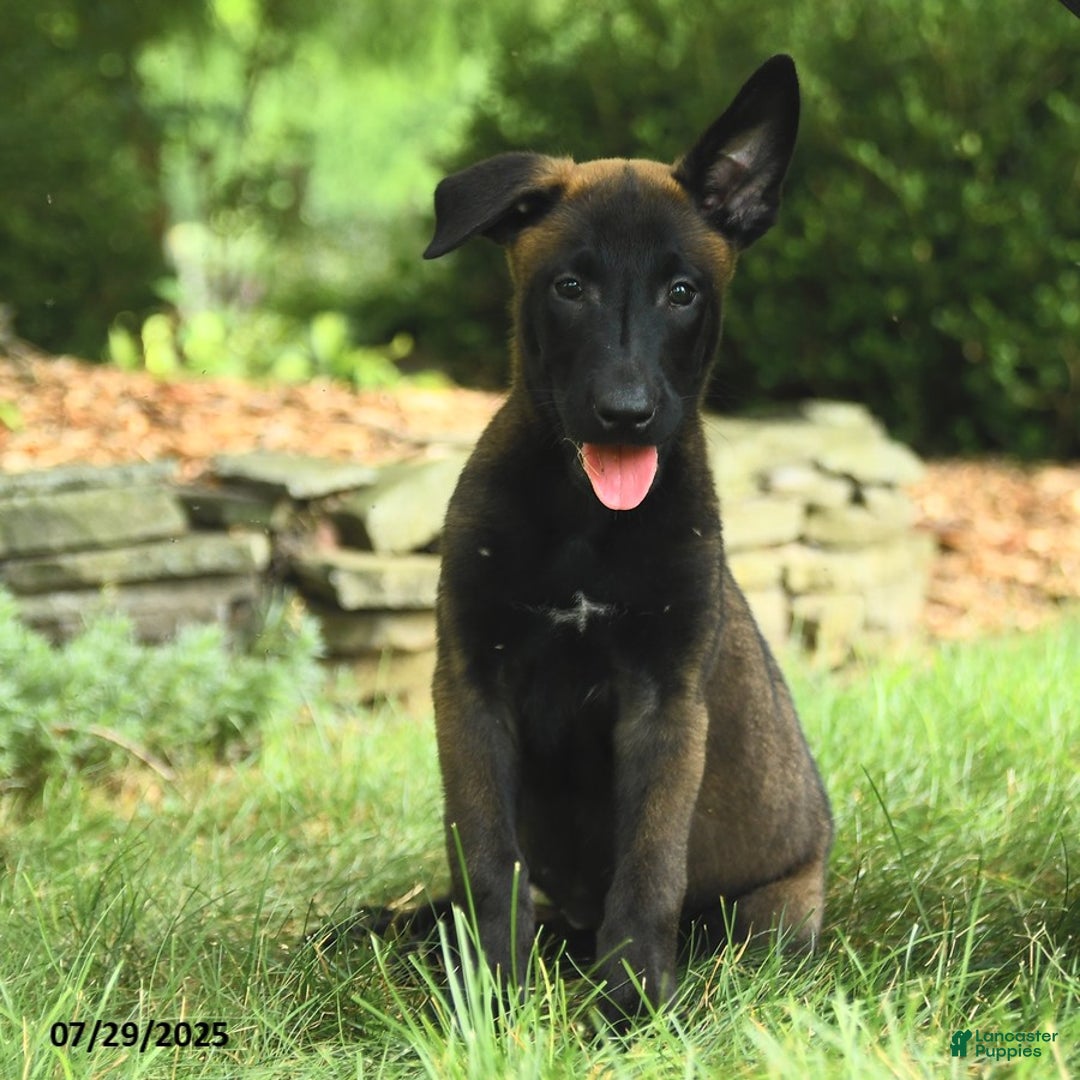 Belgian Malinois dogs for sale: Cherry - Image 2
