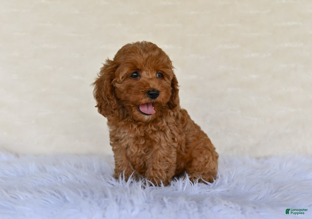 Cockapoo dogs for sale: Cockapoo 5 puppies - Image 5
