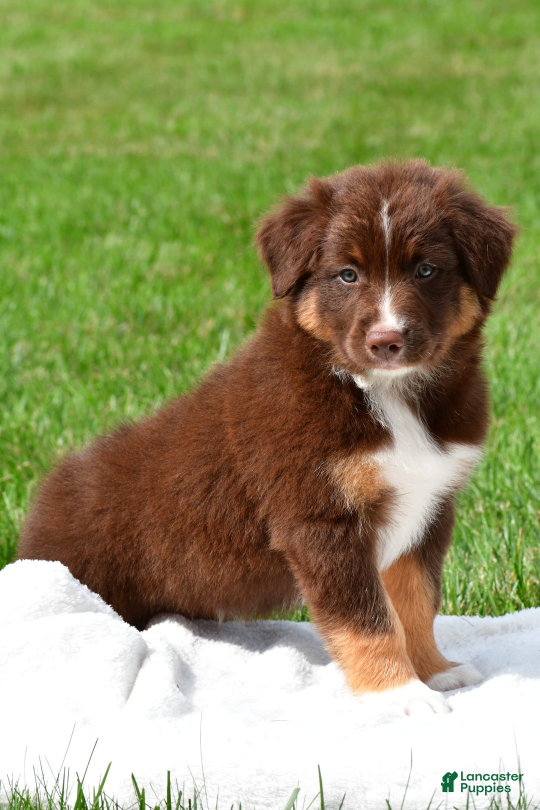 Australian Shepherd dogs for sale: Jax - Image 11
