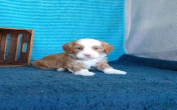 Havanese dogs for sale: Lucky - Image 2