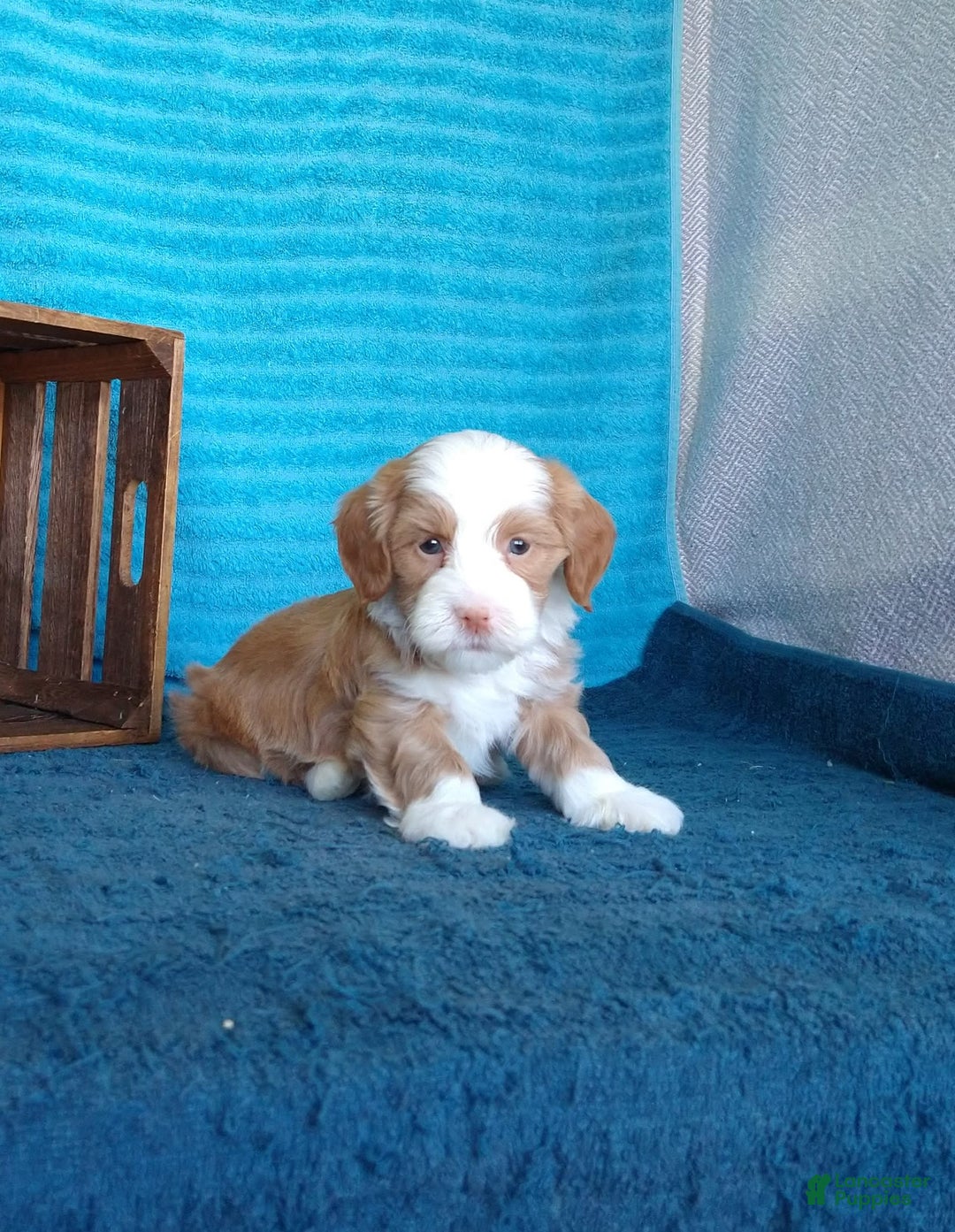 Havanese dogs for sale: Lucky - Image 2