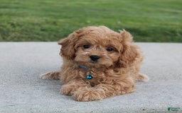 Cavapoo dogs for sale: Lance - Image 5