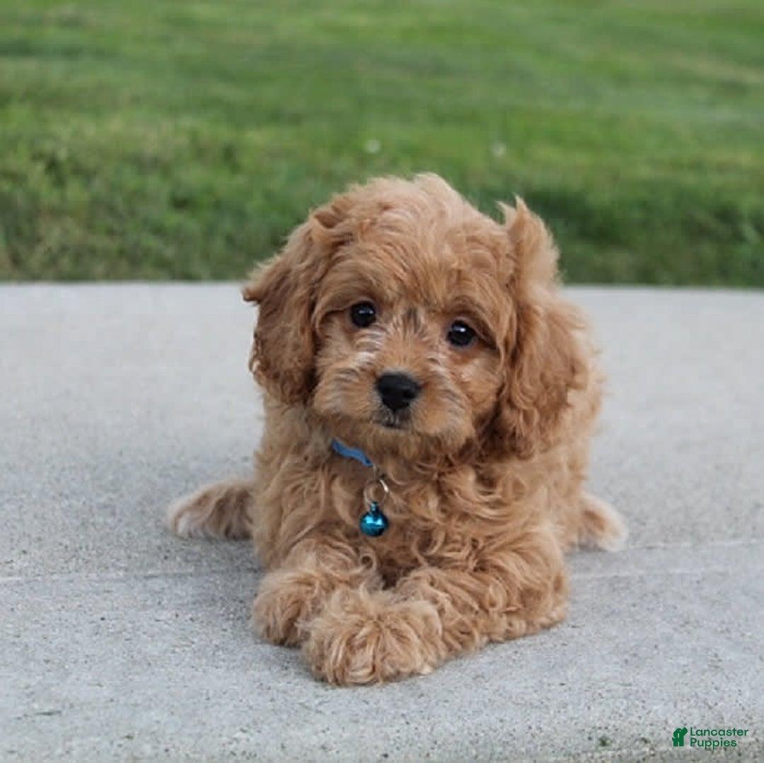 Cavapoo dogs for sale: Lance - Image 5
