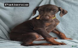 Doberman Pinscher dogs for sale: Patience - Image 10