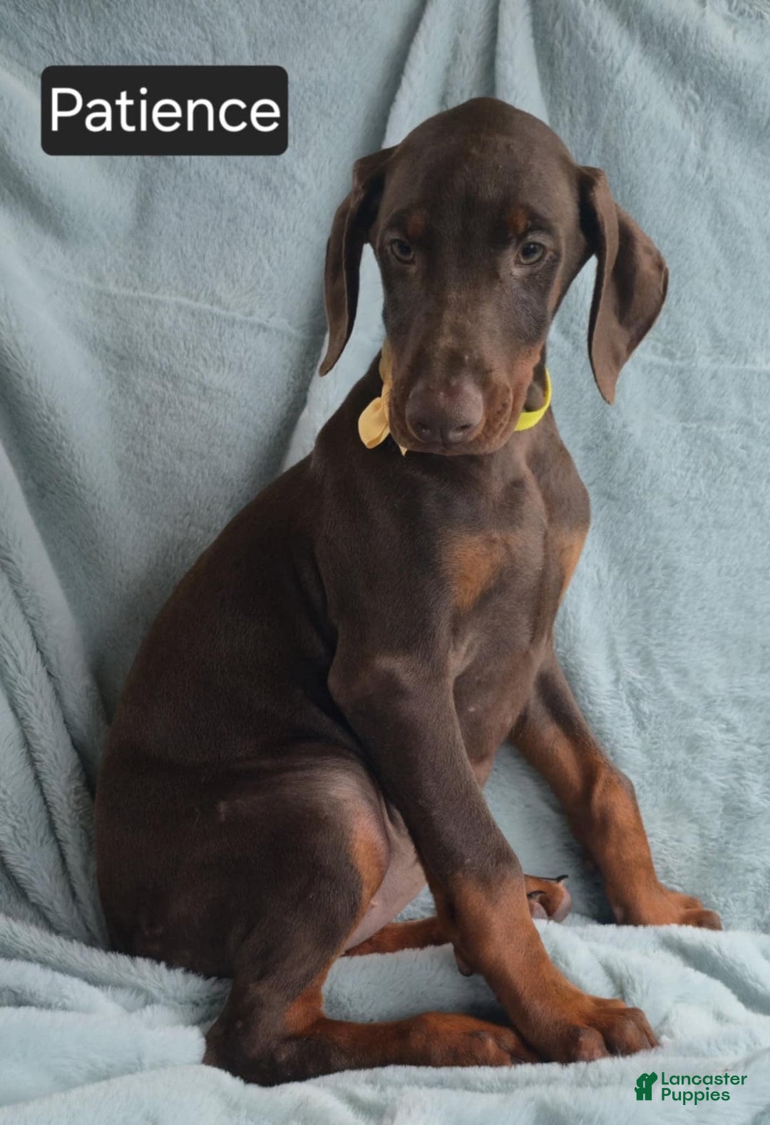 Doberman Pinscher dogs for sale: Patience - Image 10
