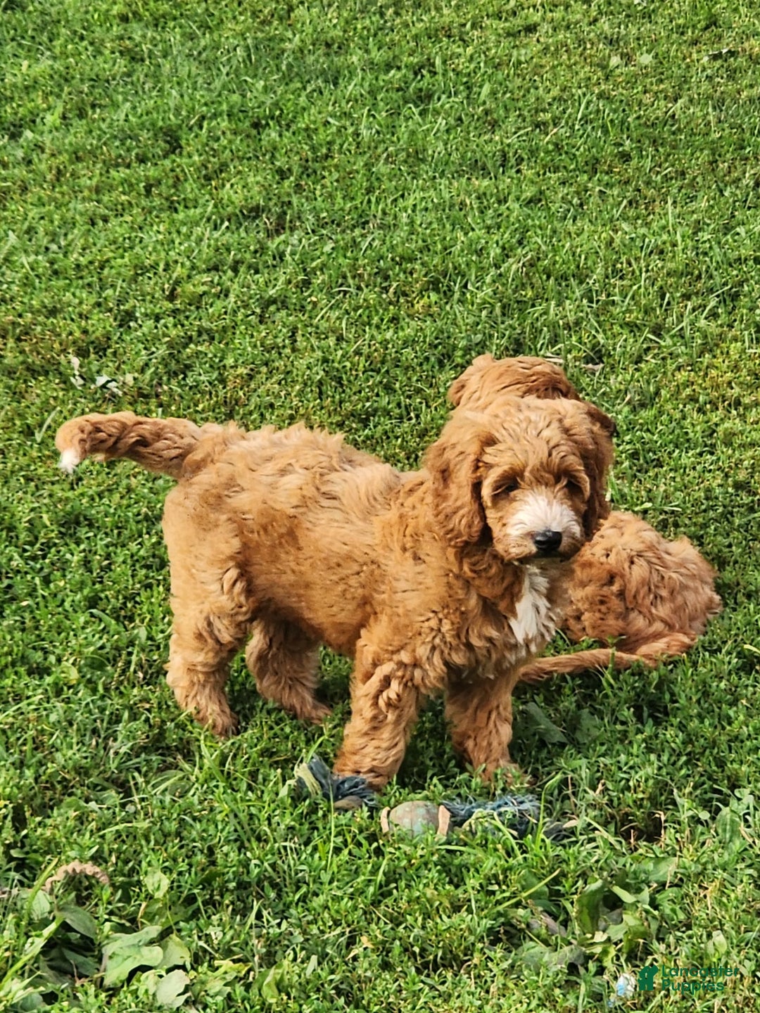 Irish Doodle dogs for sale: Celeste-mini Irish Doodle - Image 13