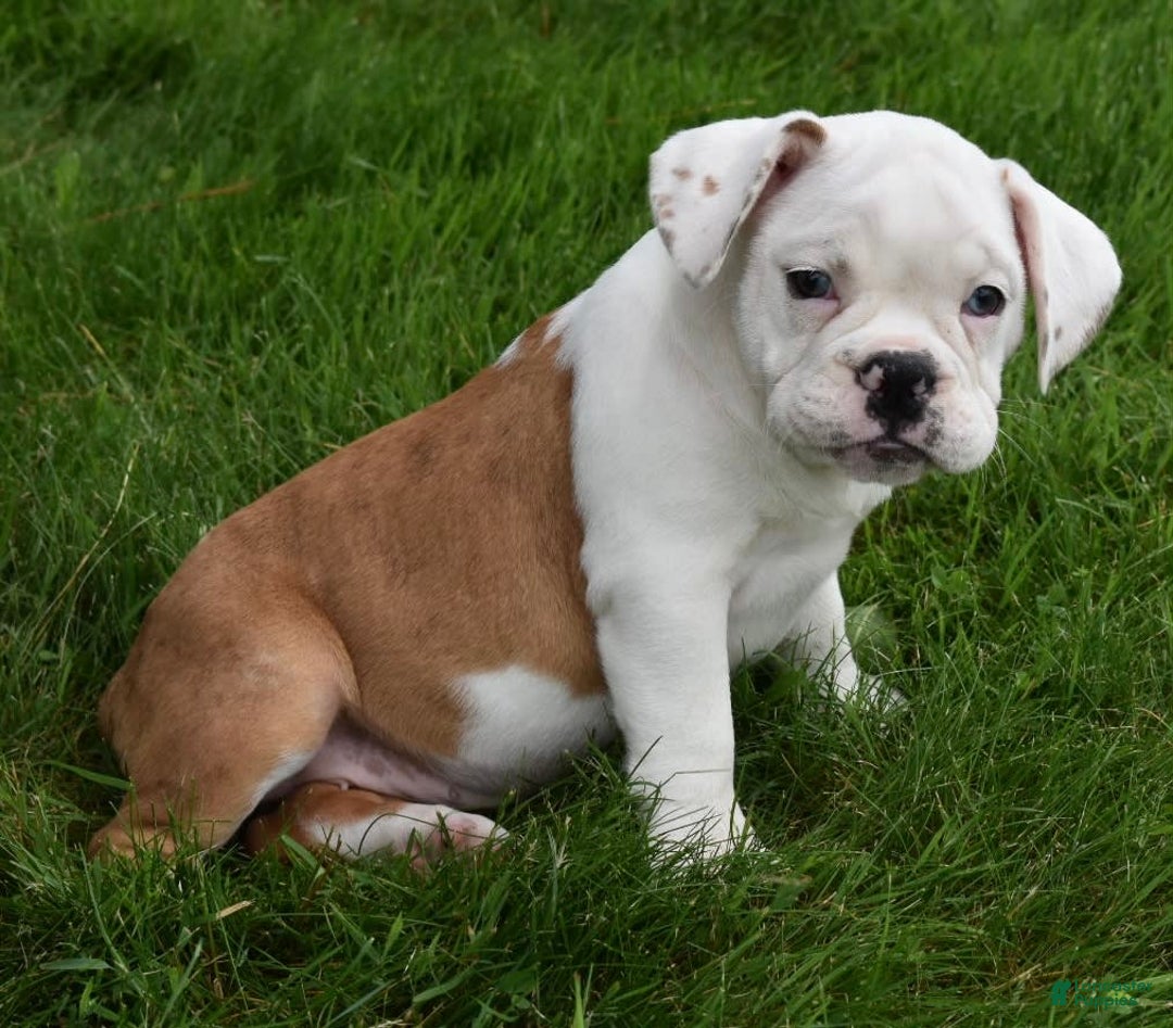 Beabull dogs for sale: Tessa - Image 1