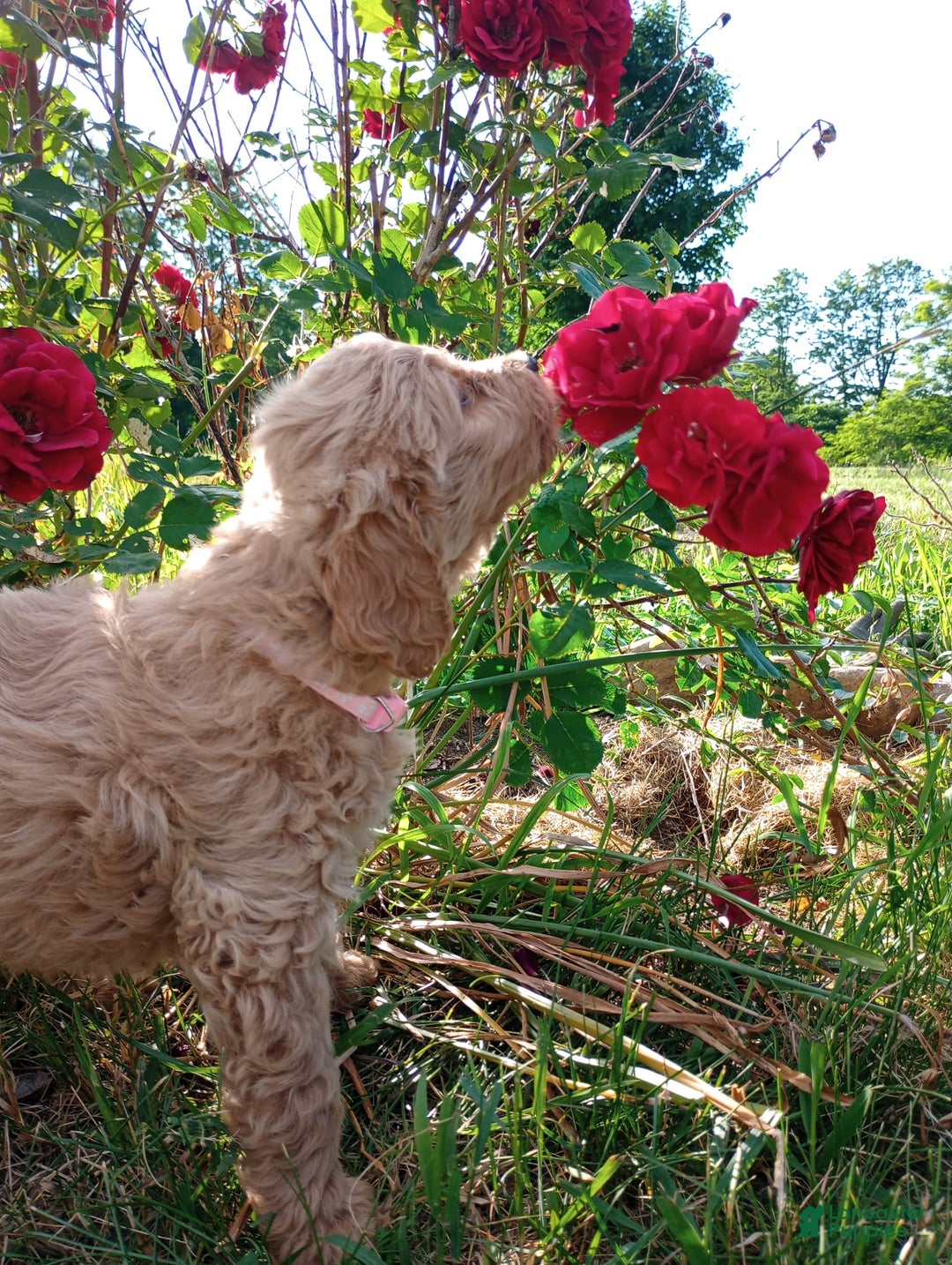 Goldendoodle dogs for sale: Pink - Image 1