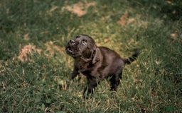 Goldador dogs for sale: Yellow - Image 8
