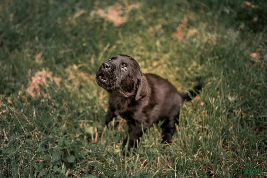 Goldador dogs for sale: Yellow - Image 8