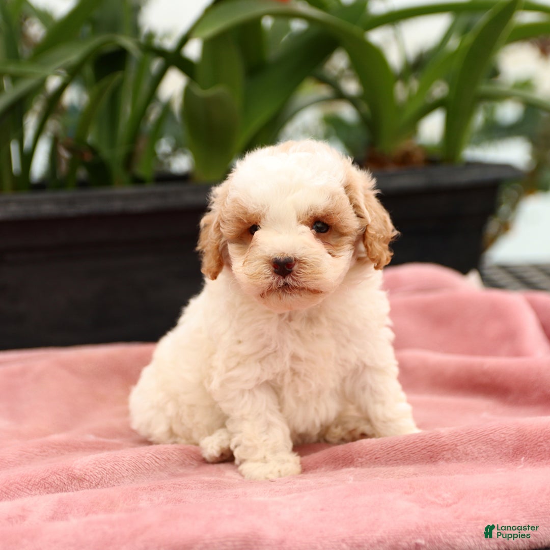 Mini Goldendoodle dogs for sale: Zane - Image 10