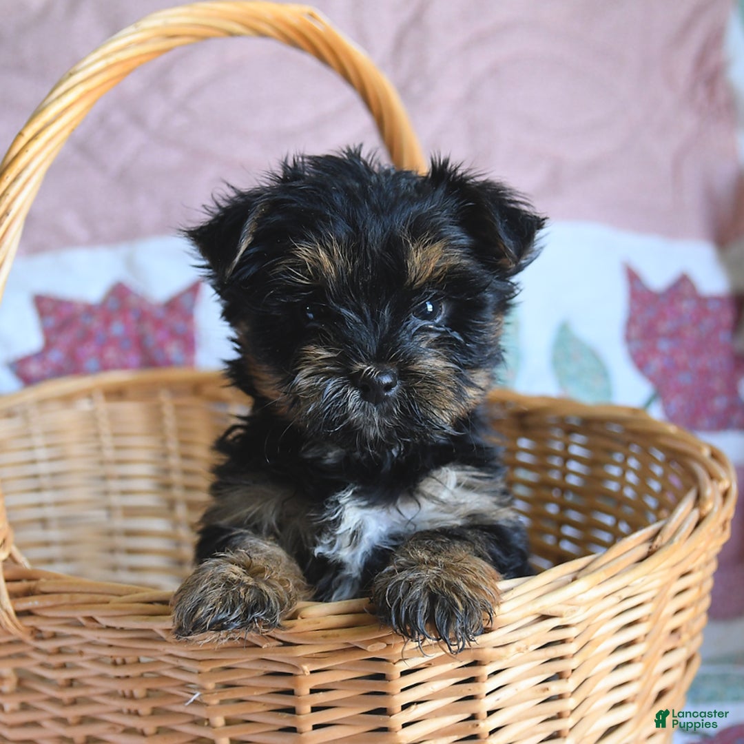 Morkie dogs for sale: Bella - Image 1
