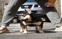 French Bulldog dogs for sale: Cowgirl - Image 6