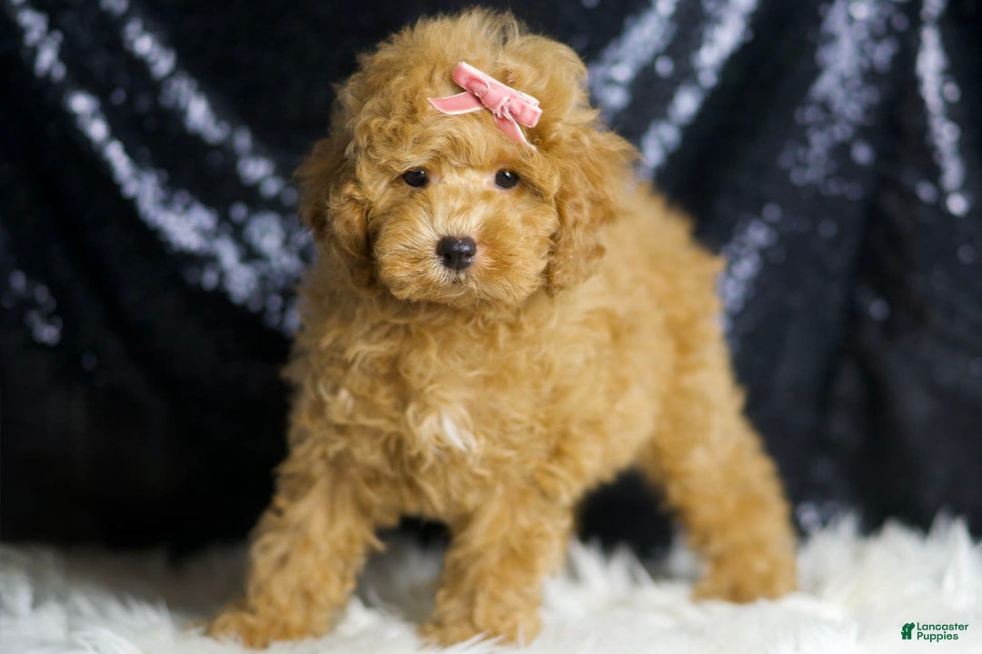 Toy Poodle dogs for sale: Joy - Image 2