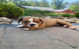 English Bulldog dogs for sale: Dale - Image 3