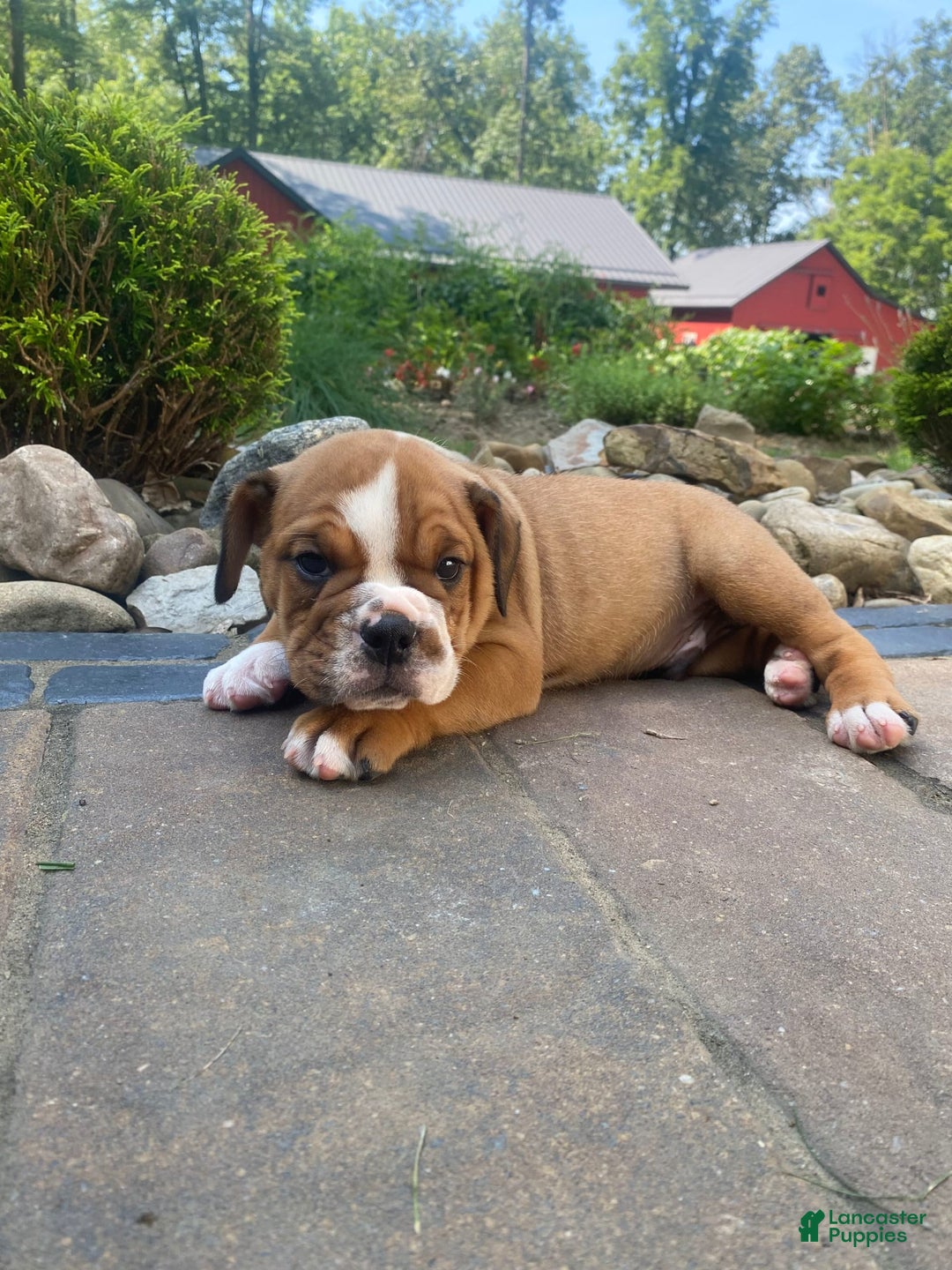English Bulldog dogs for sale: Dale - Image 3