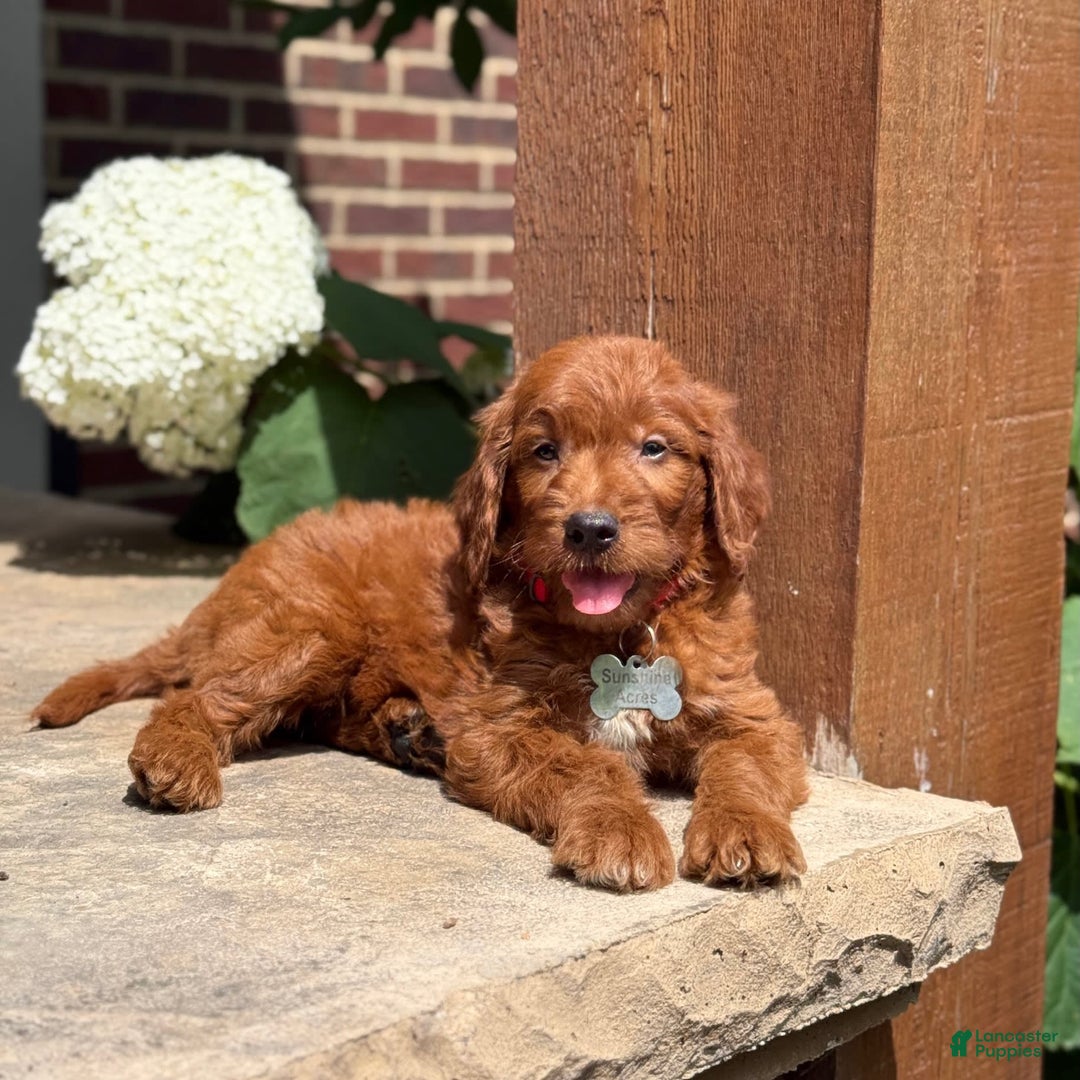 Goldendoodle dogs for sale: Charlie - Image 2
