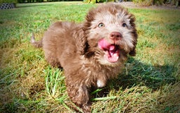 Havapoo dogs for sale: Harmony - Image 13