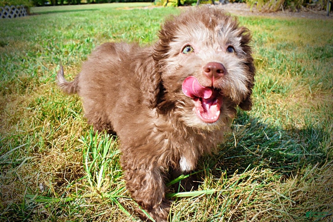 Havapoo dogs for sale: Harmony - Image 13