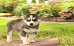 Gerberian Shepsky dogs for sale: Trax - Image 5