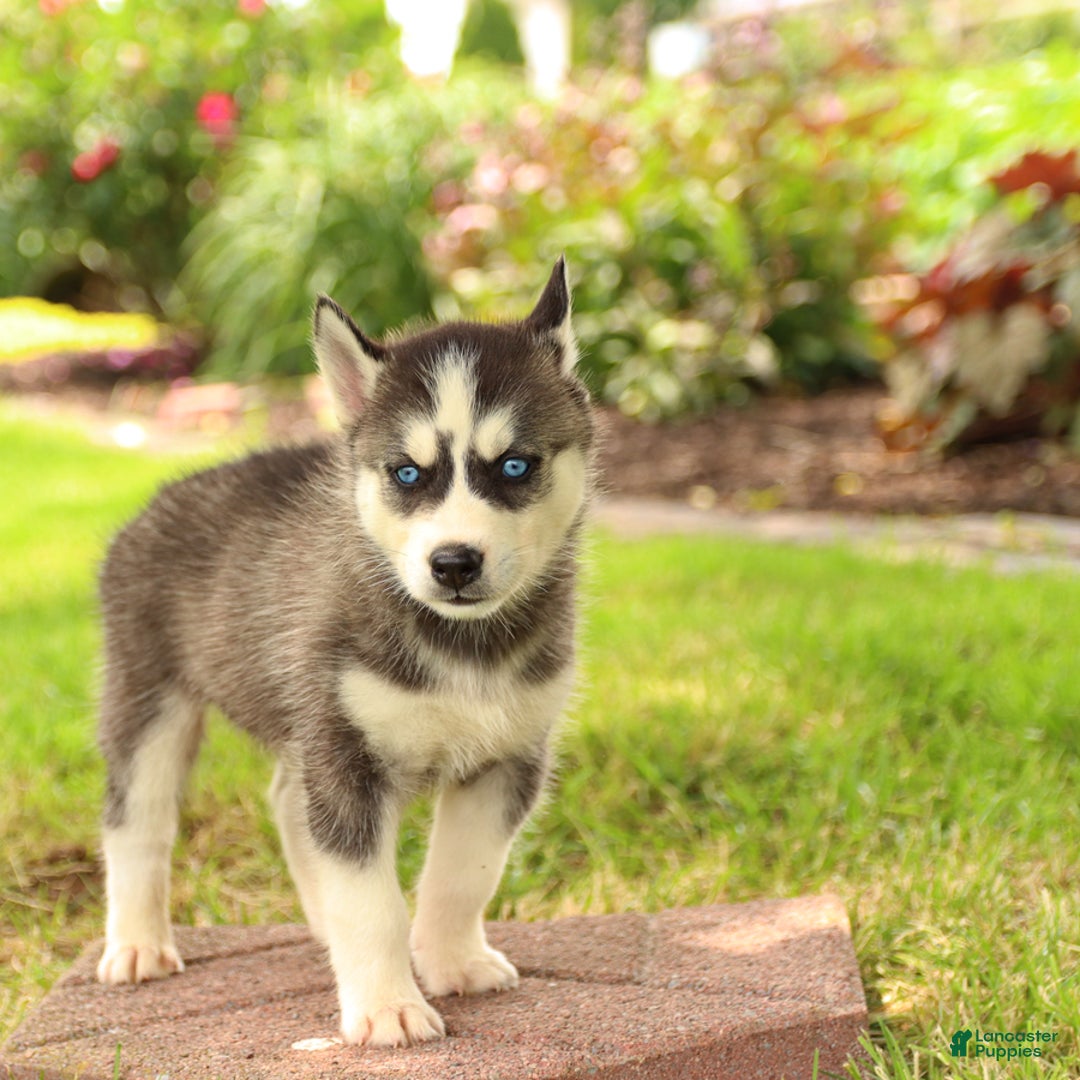 Gerberian Shepsky dogs for sale: Trax - Image 5