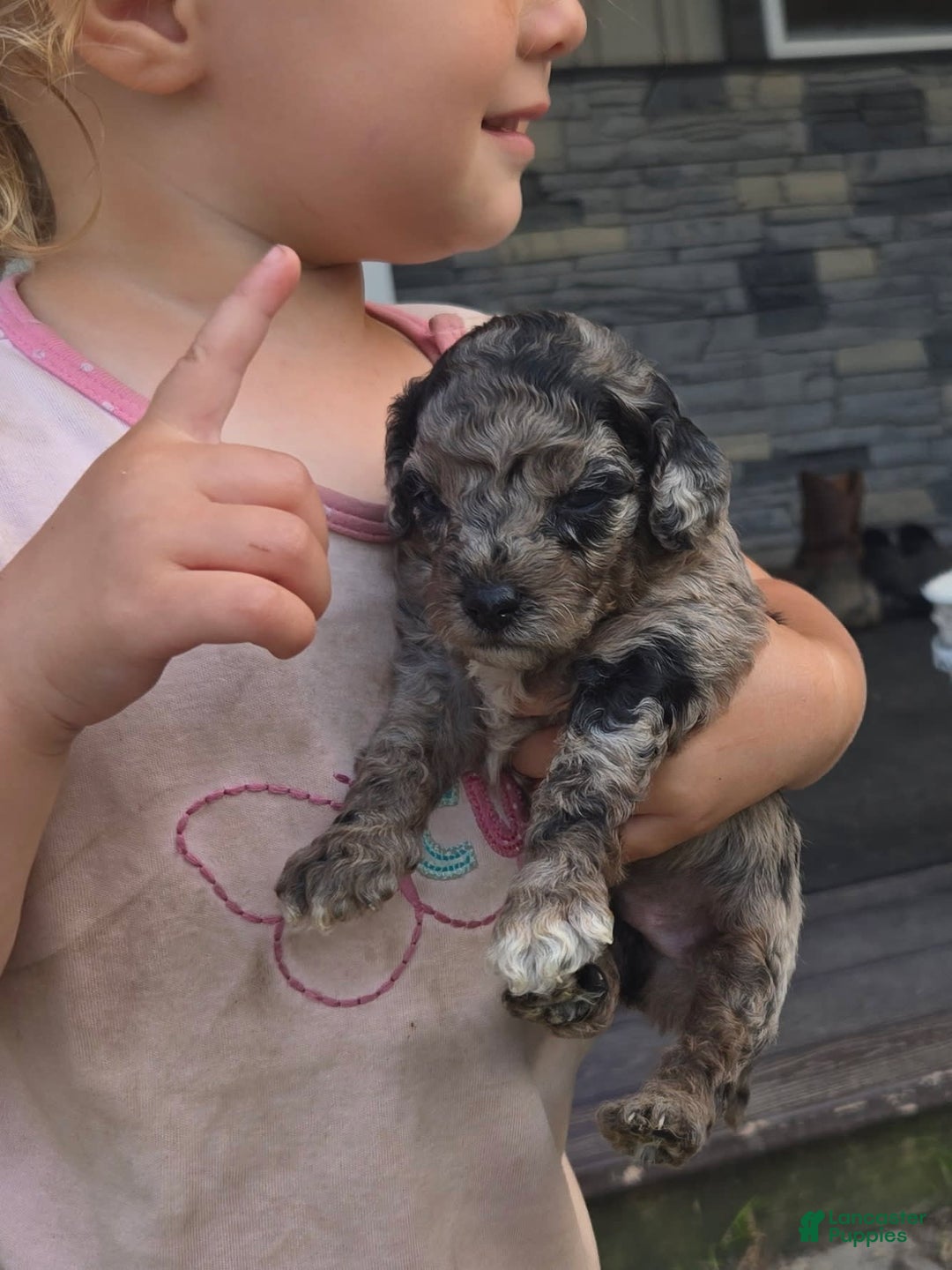 Miniature Poodle dogs for sale: Roscoe - Image 5