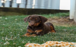 Doberman Pinscher dogs for sale: Daisy - Image 10