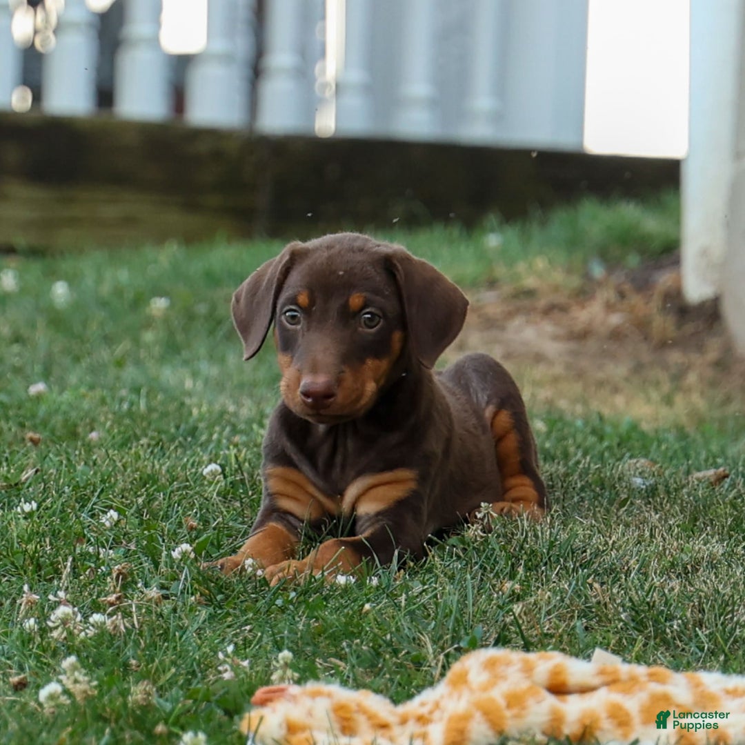 Doberman Pinscher dogs for sale: Daisy - Image 10