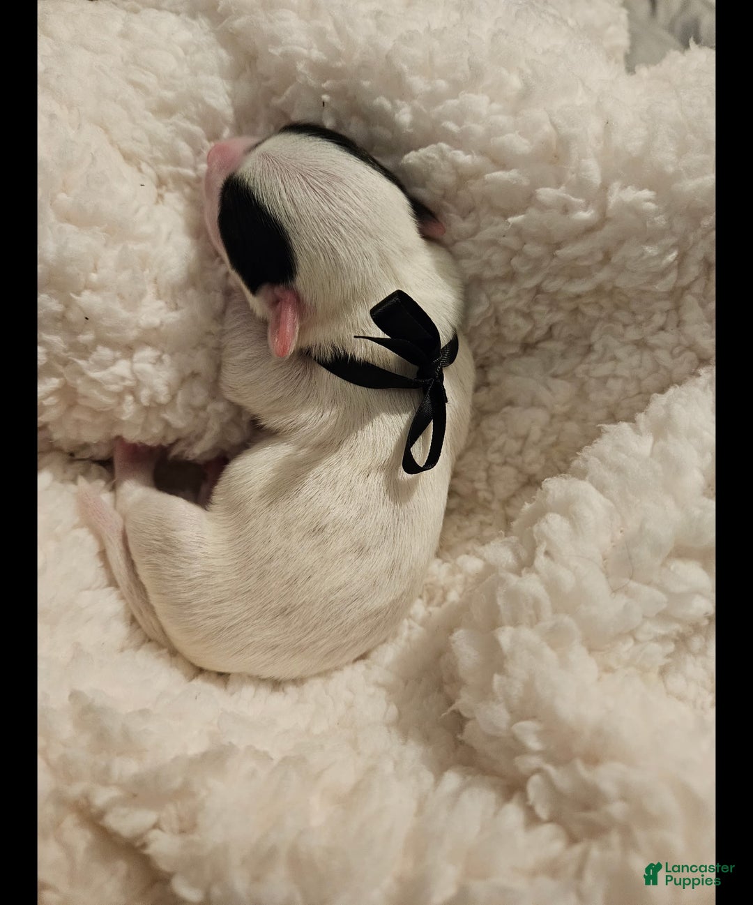 Morkie dogs for sale: Hercules - Image 1