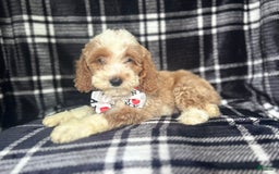 Cockapoo dogs for sale: Mac - Image 1
