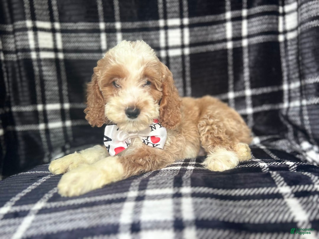 Cockapoo dogs for sale: Mac - Image 1