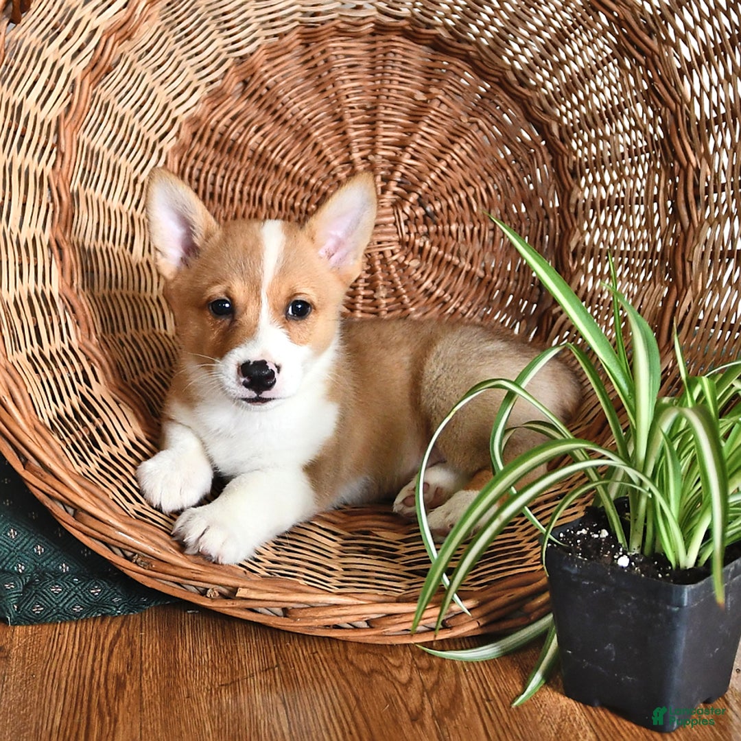 Welsh Corgi Pembroke dogs for sale: Wes - Image 3
