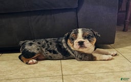 English Bulldog dogs for sale: Mini Bulldog Sprinkles - Image 5