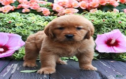 Golden Retriever dogs for sale: Wyatt - Image 2