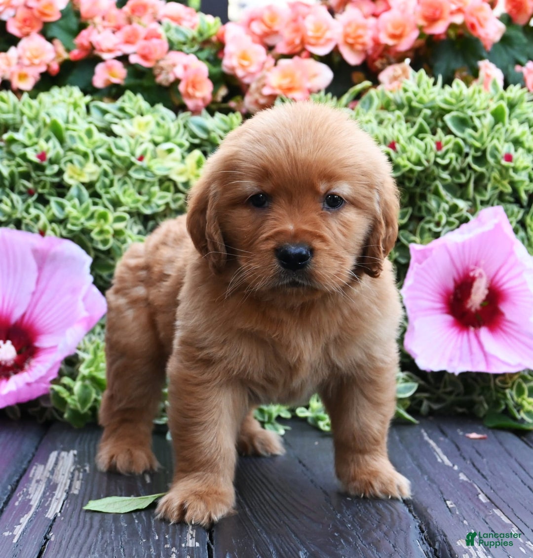 Golden Retriever dogs for sale: Wyatt - Image 2