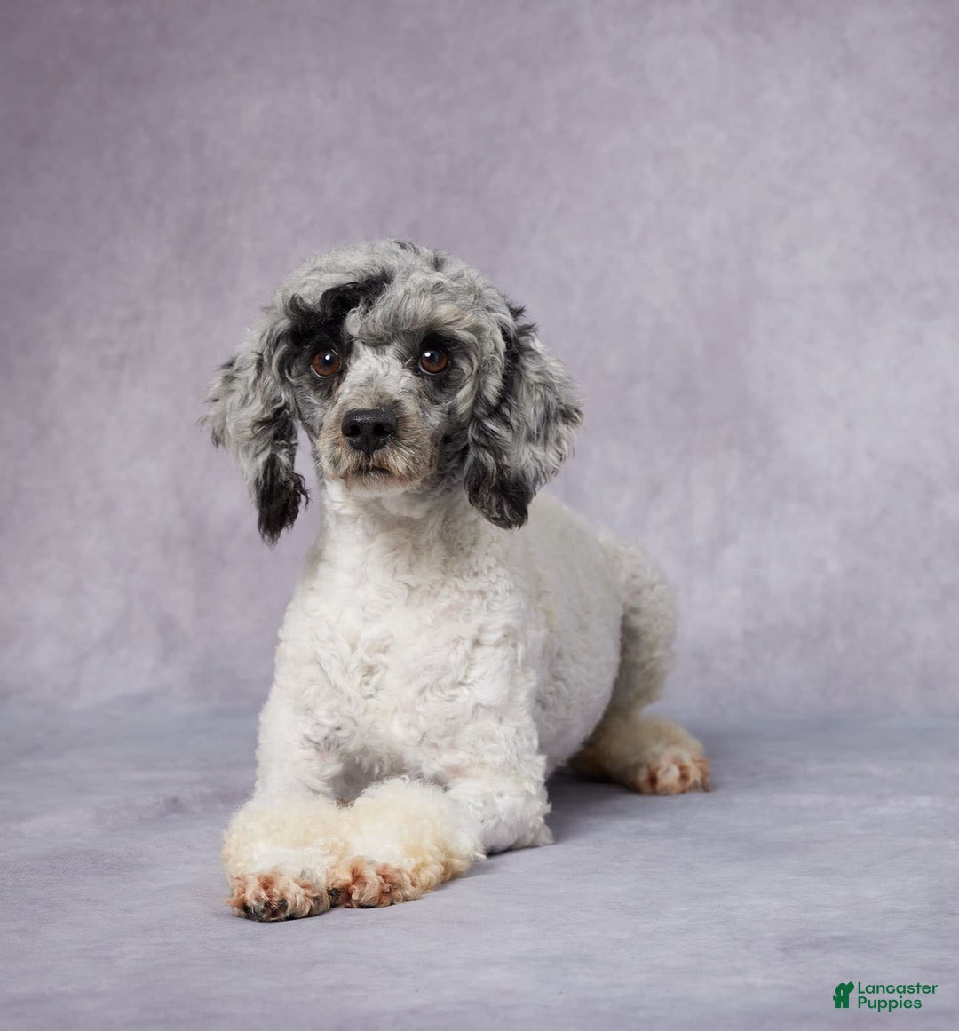 Mini Bernedoodle dogs for sale: Clara - Image 8