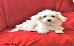 Maltese dogs for sale: Stardust - Image 6