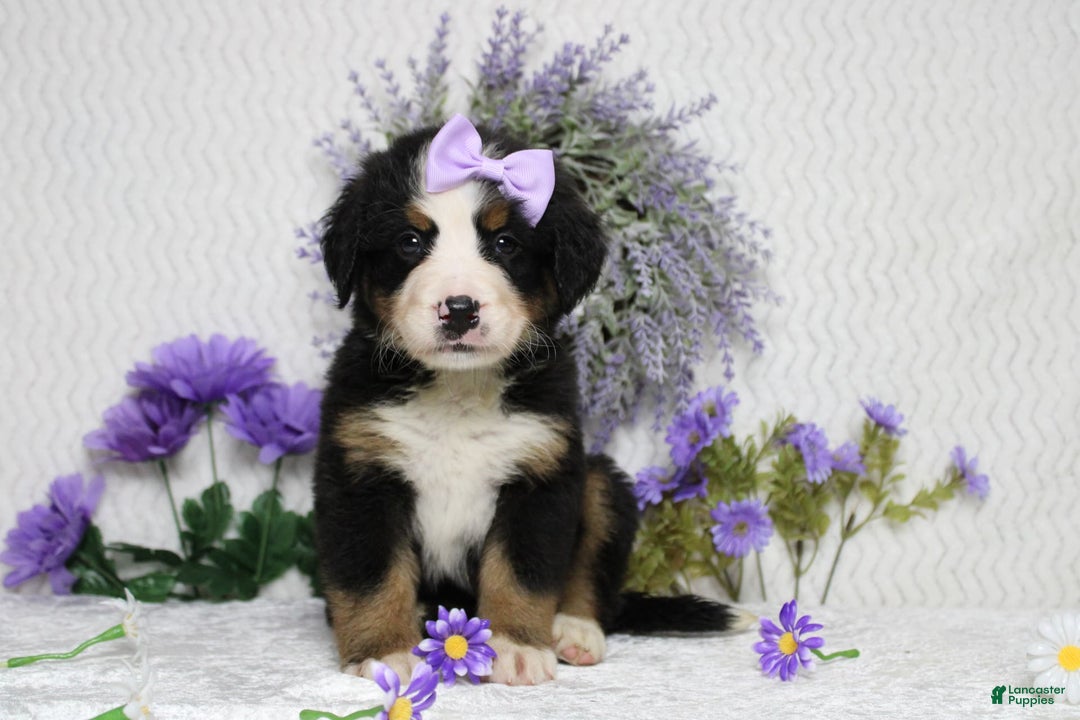 Bernese Mountain Dog dogs for sale: Pebbles - Image 47