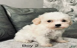 Cavachon dogs for sale: Willy - Image 3