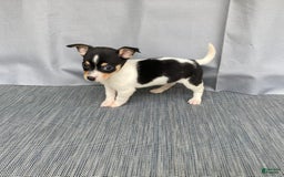 Chihuahua dogs for sale: Miles - Image 7