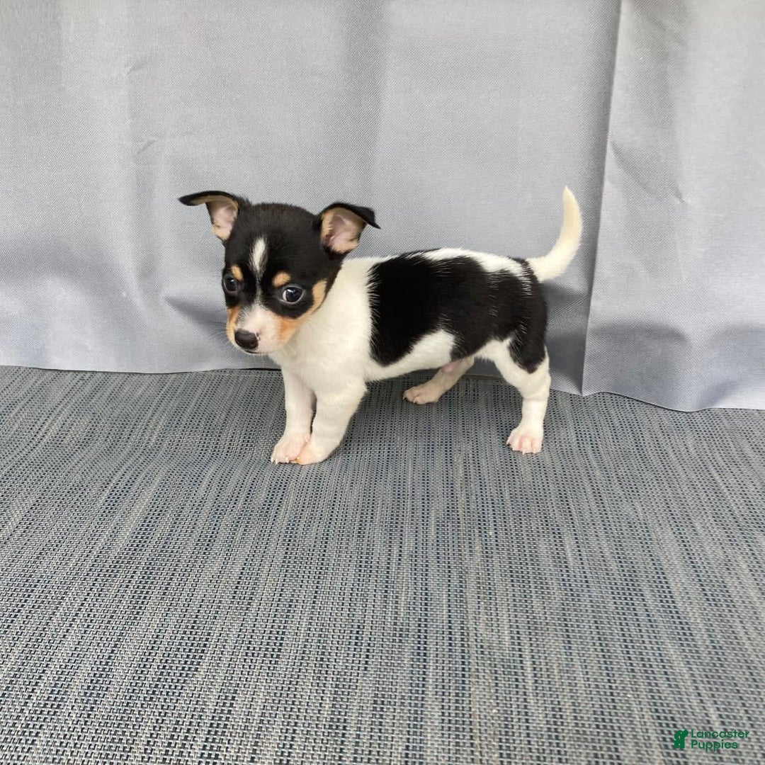 Chihuahua dogs for sale: Miles - Image 7