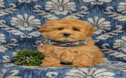 Maltipoo dogs for sale: Whelan - Image 10