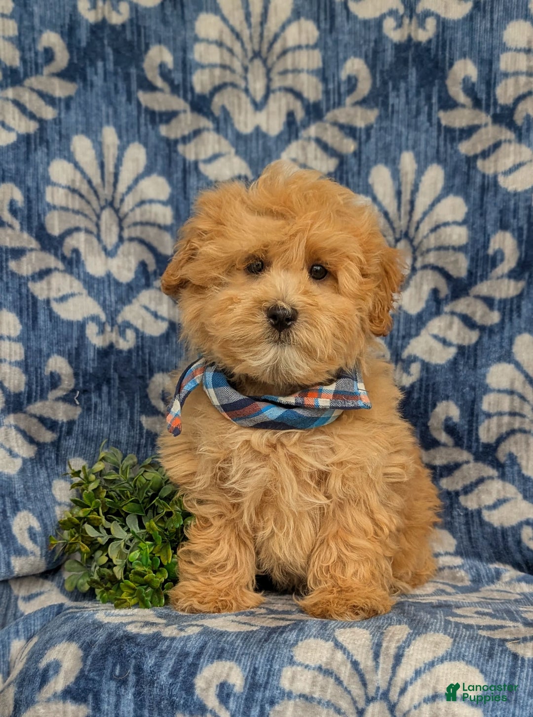 Maltipoo dogs for sale: Whelan - Image 10