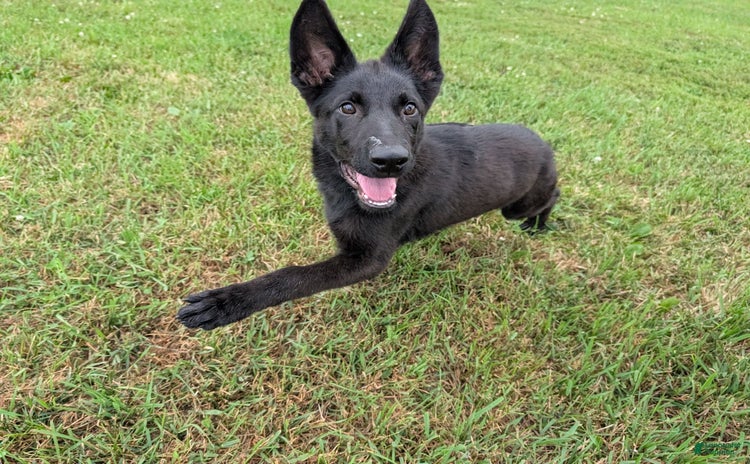 German Shepherd dogs for sale - Ad 1
