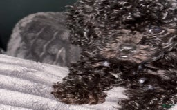 Toy Poodle dogs for sale: Tiny - Image 2