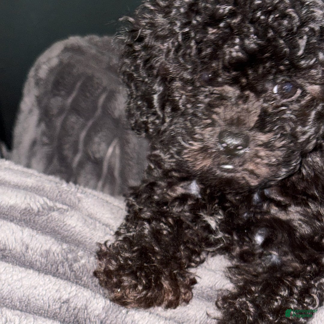 Toy Poodle dogs for sale: Tiny - Image 2