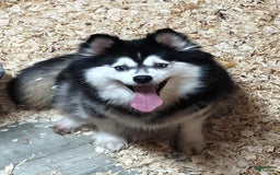 Pomsky dogs for sale: Nugget - Image 5