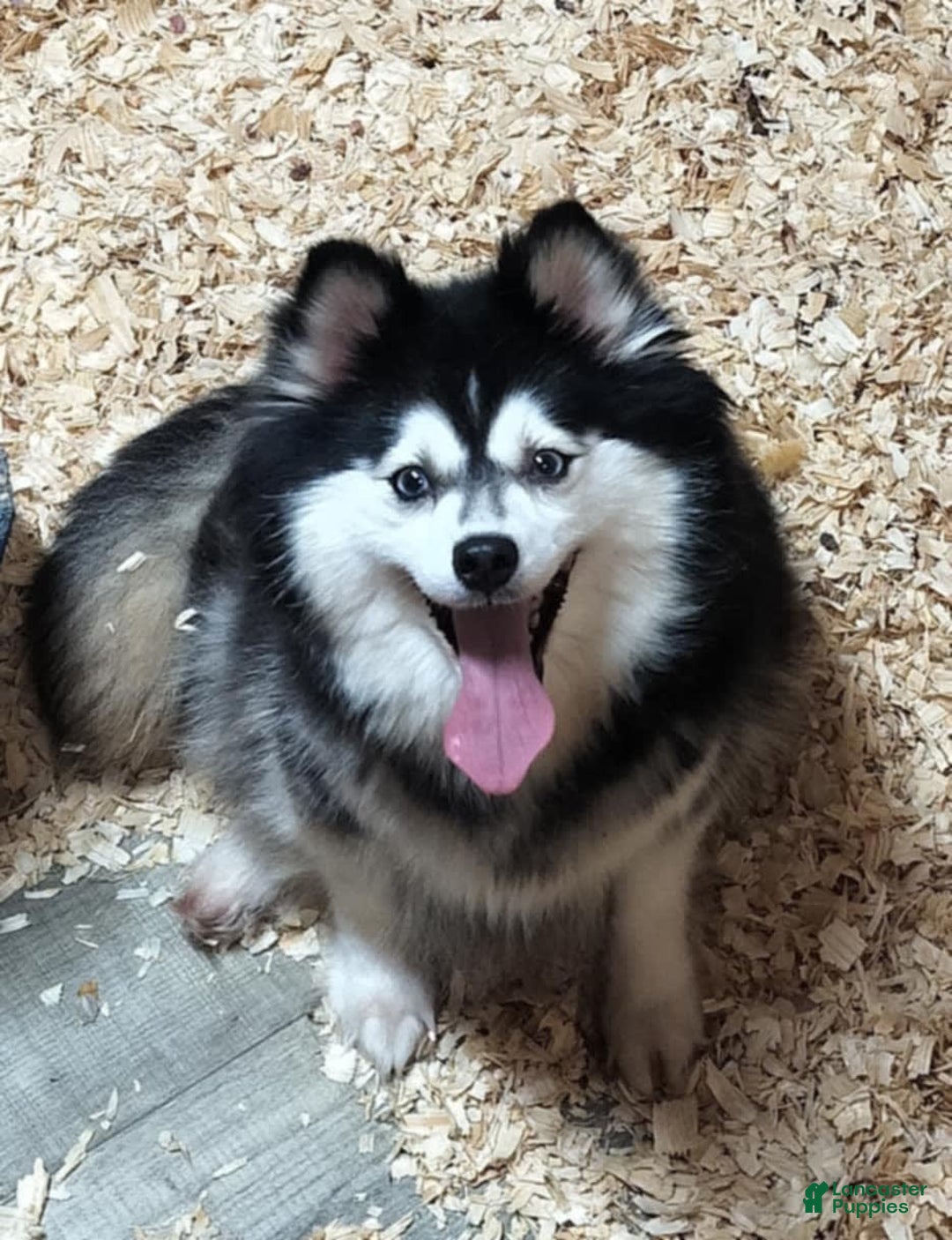 Pomsky dogs for sale: Nugget - Image 5