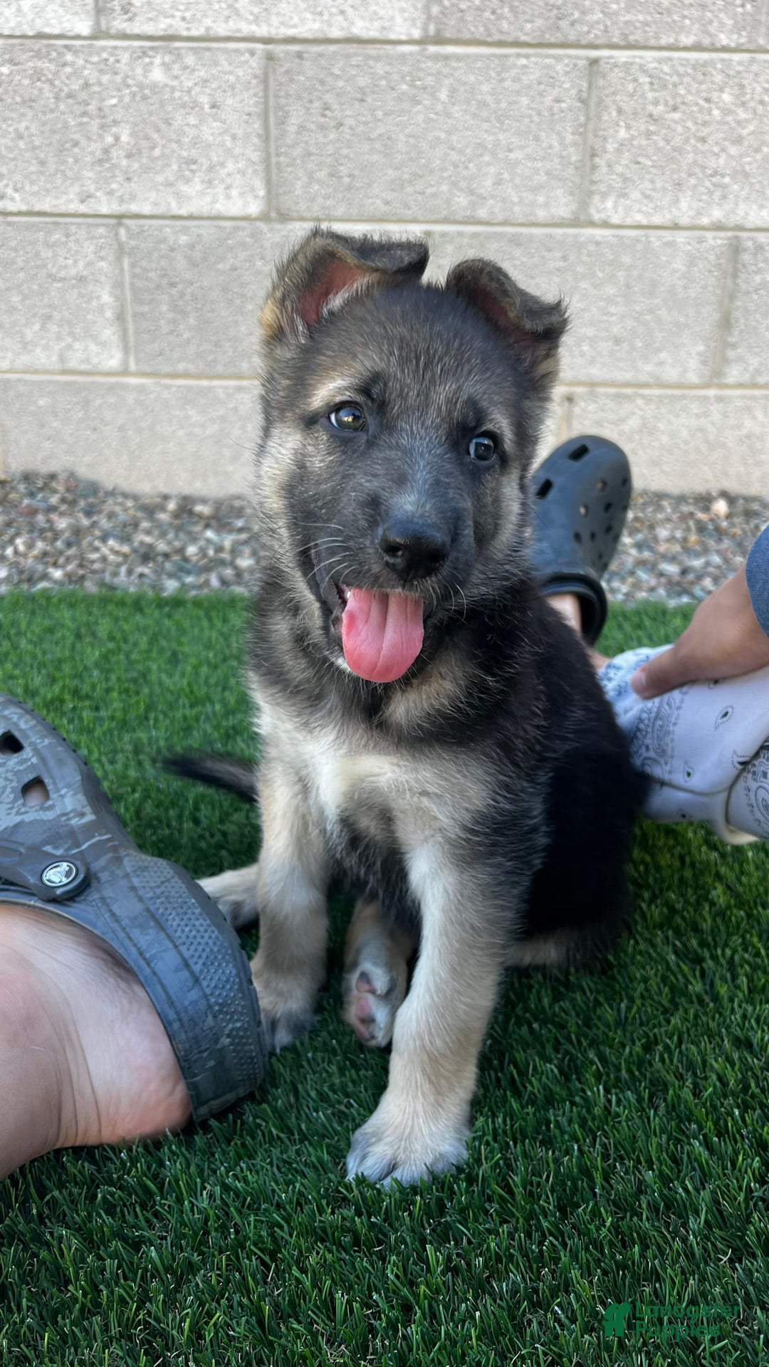 German Shepherd dogs for sale: Ulrick - Image 1
