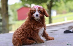 Cavapoo dogs for sale: Levy - Image 3